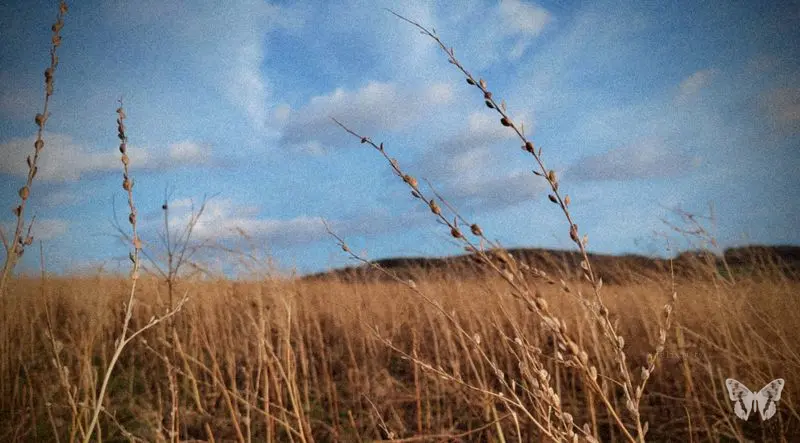 Field