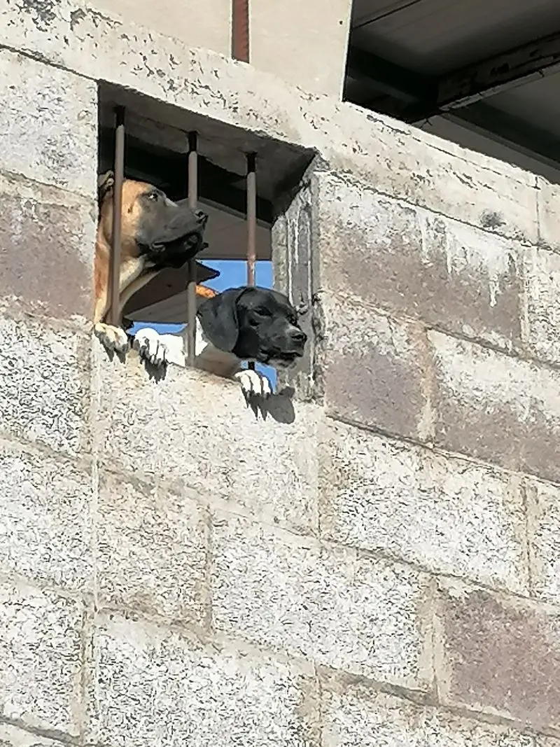 Dogs