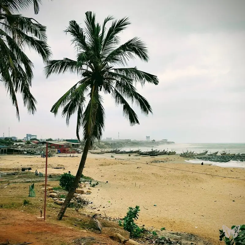 Palm