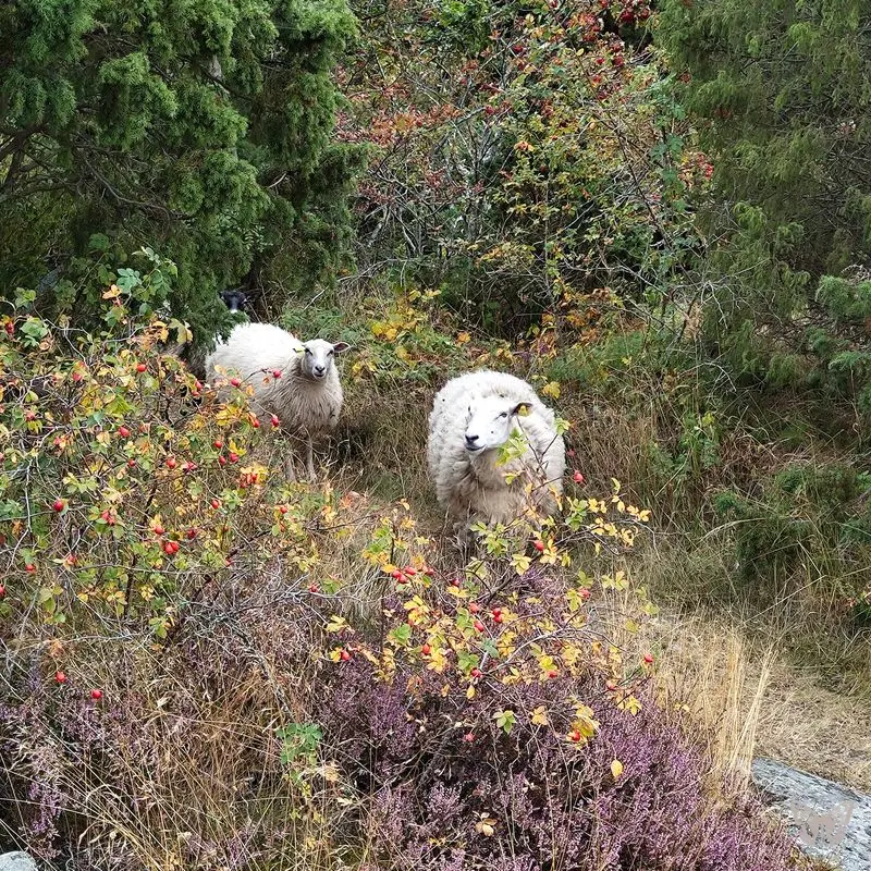 Sheep